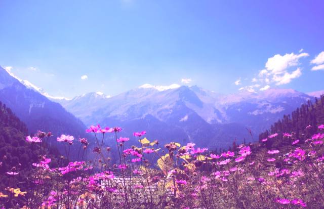Pink Primula meadow